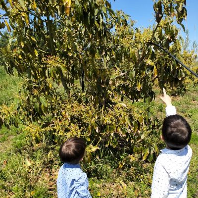 Sicilia tropicale, viaggio nei campi di mango